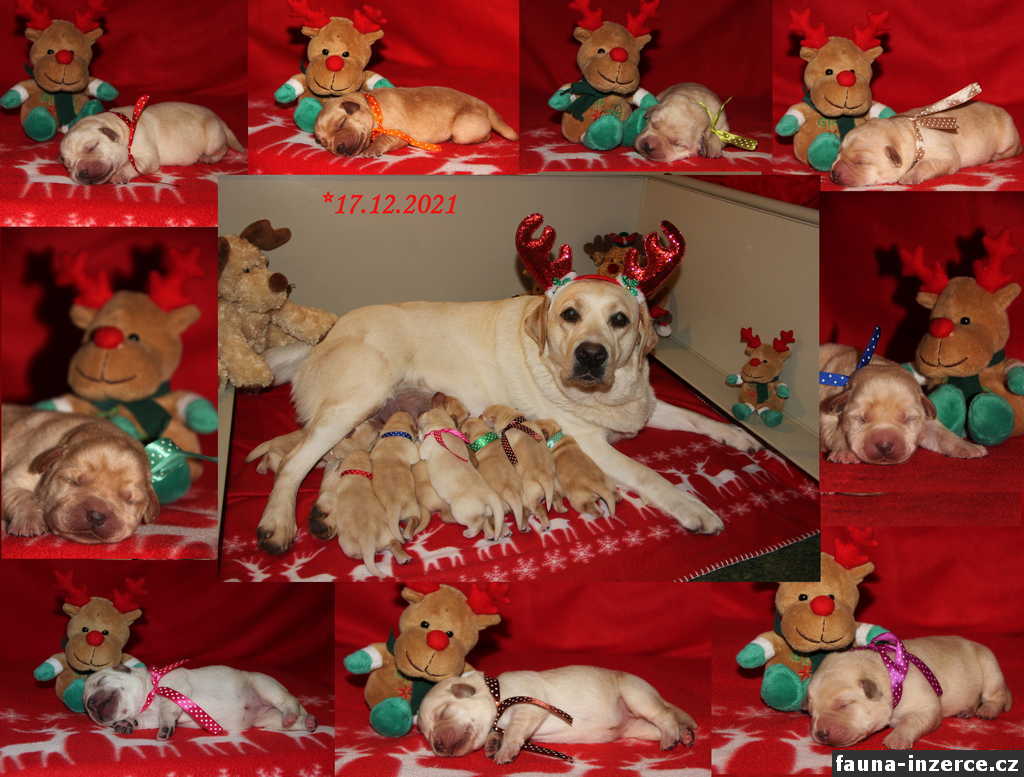 Vánoční štěňata - Labrador  světlá štěňátka s PP