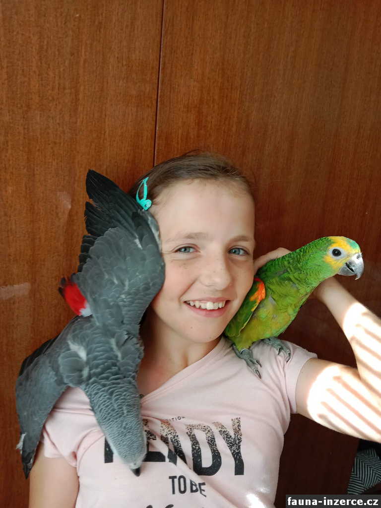Ručně dokrmeni mláďata papoušků 