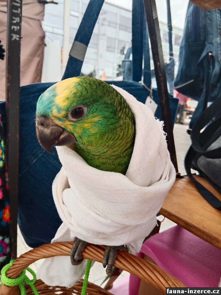 Papoušek modročelý 