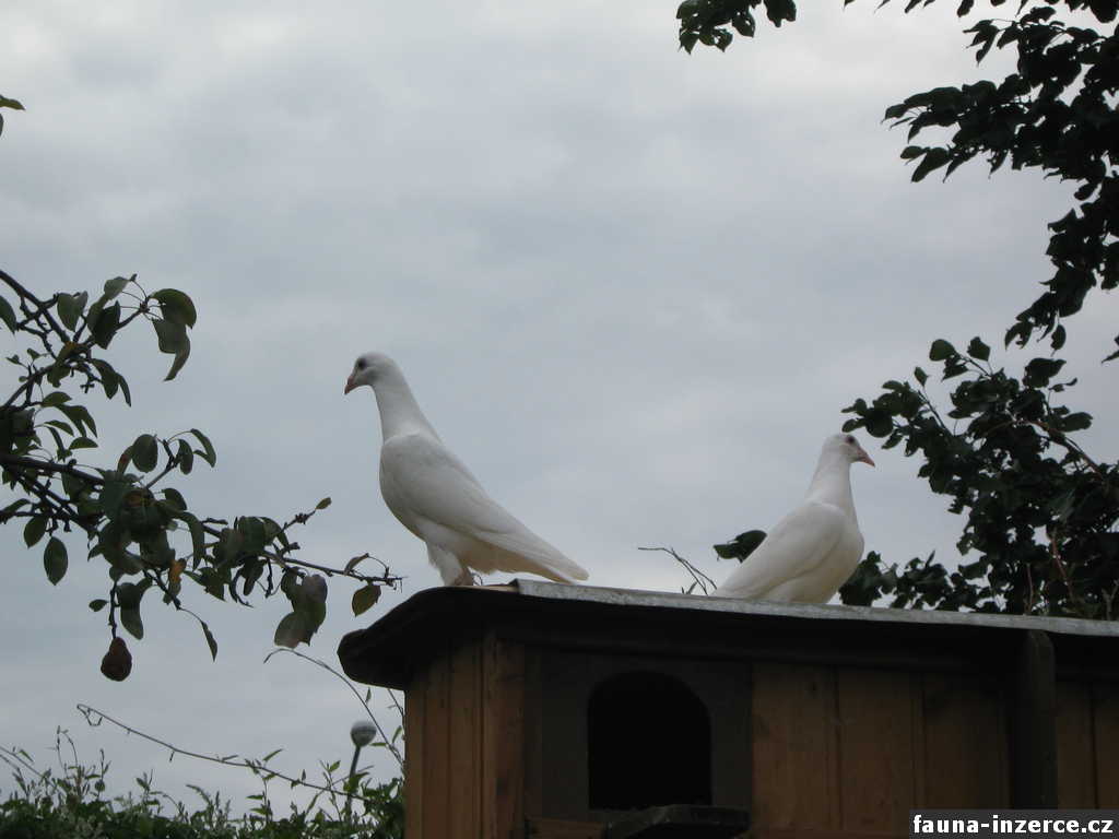 Poštovní holubi bílí